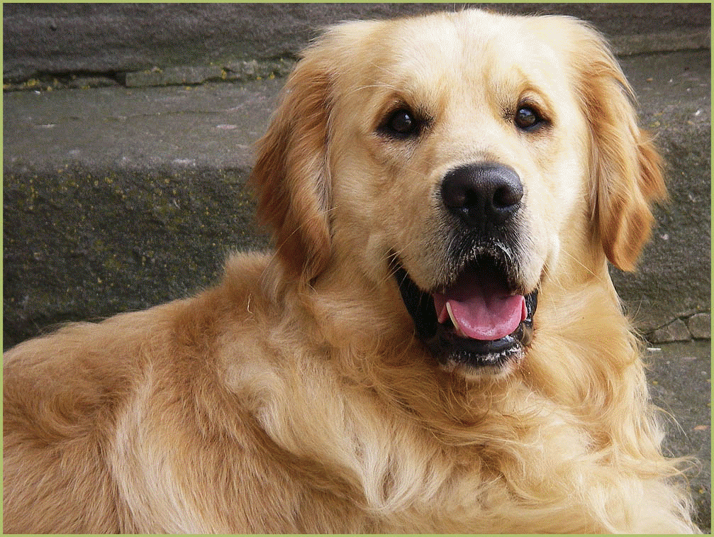 Golden Retriever Hunde des Herrenhauses Manor Welpen Welpe Hund